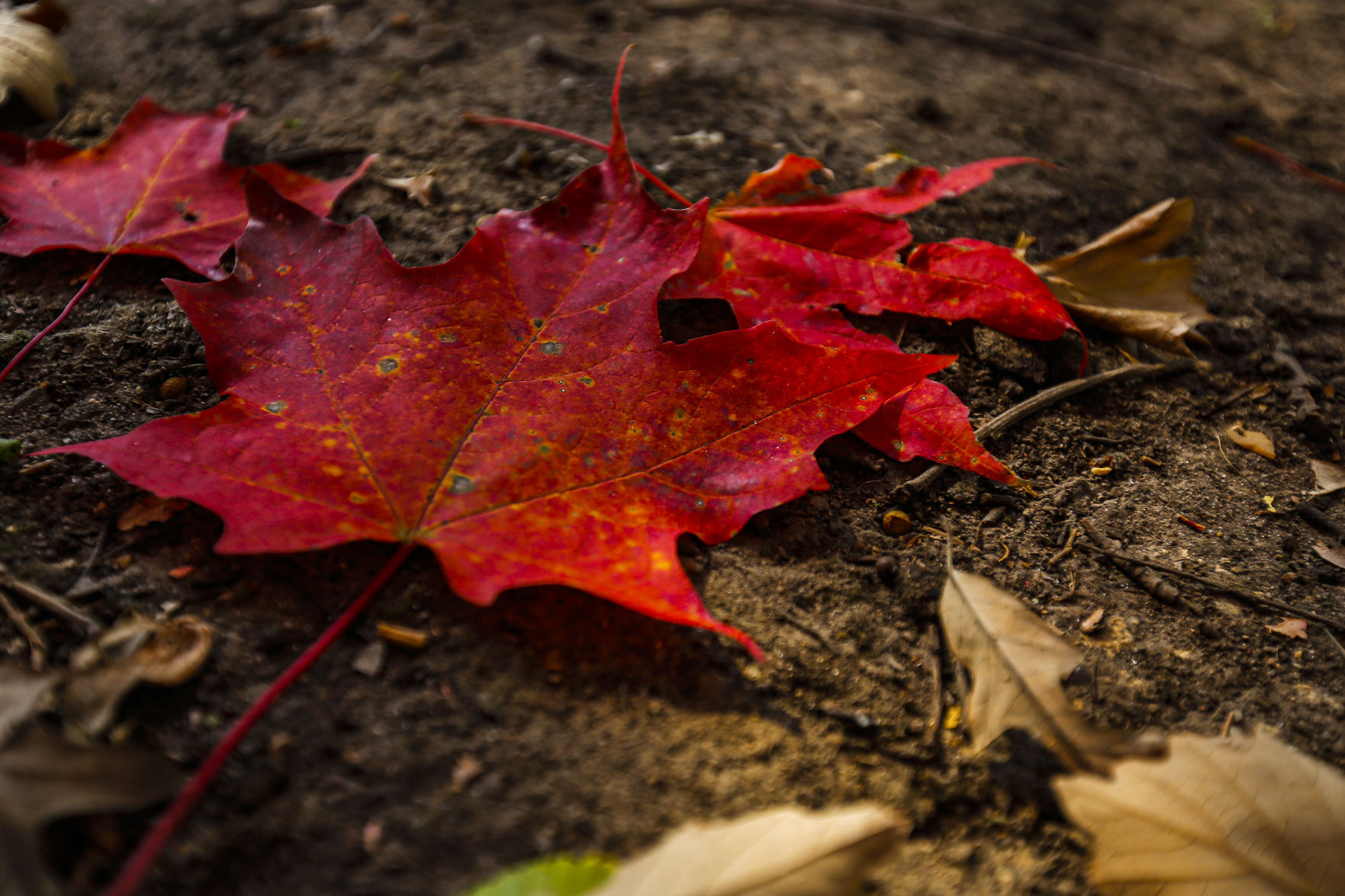 Fall Colors 11